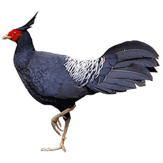 Black-breasted Kalij